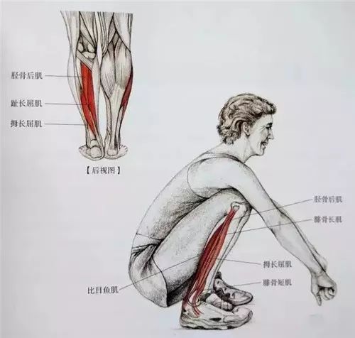 【月亮讲堂】肌肉紧张显小腿粗吗?全套小腿拉伸图解让你告别"萝卜"腿!