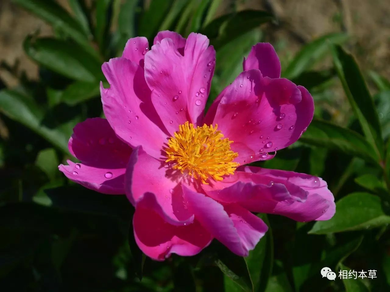 【七十二候本草】芍药