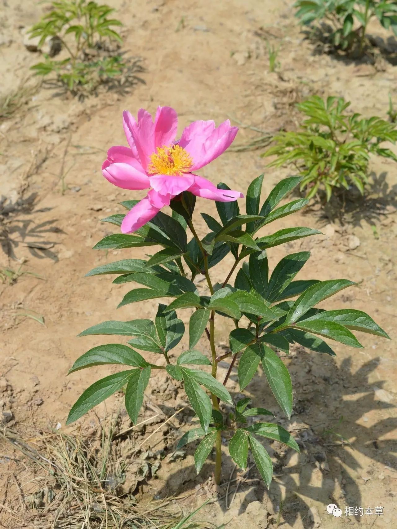 【七十二候本草】芍药