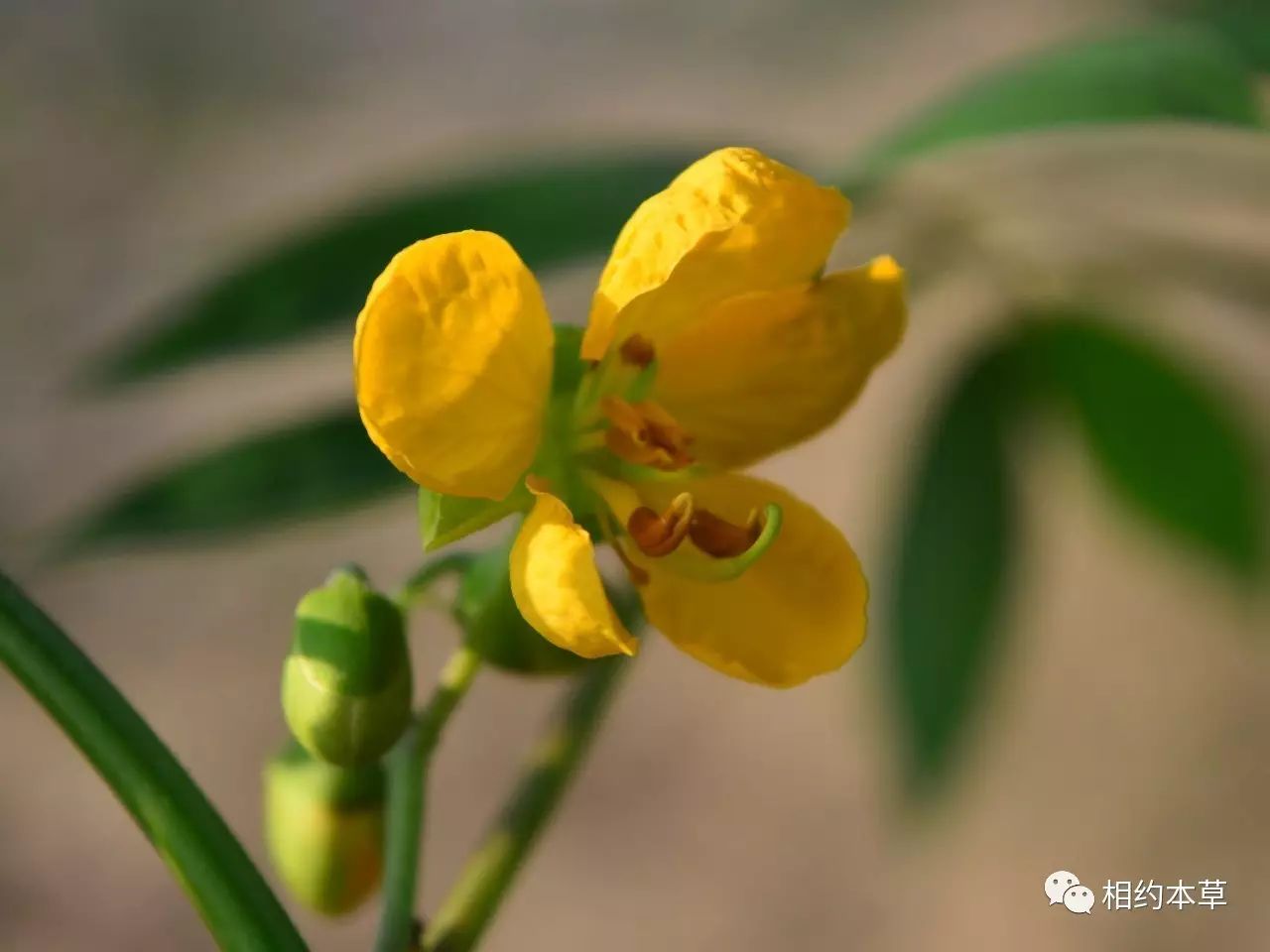 花(假蝶形花冠)