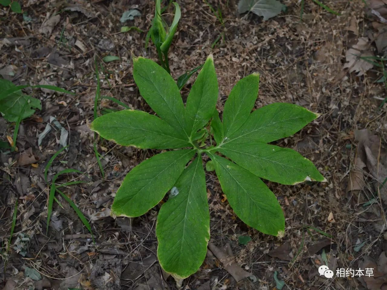 药园的虎掌
