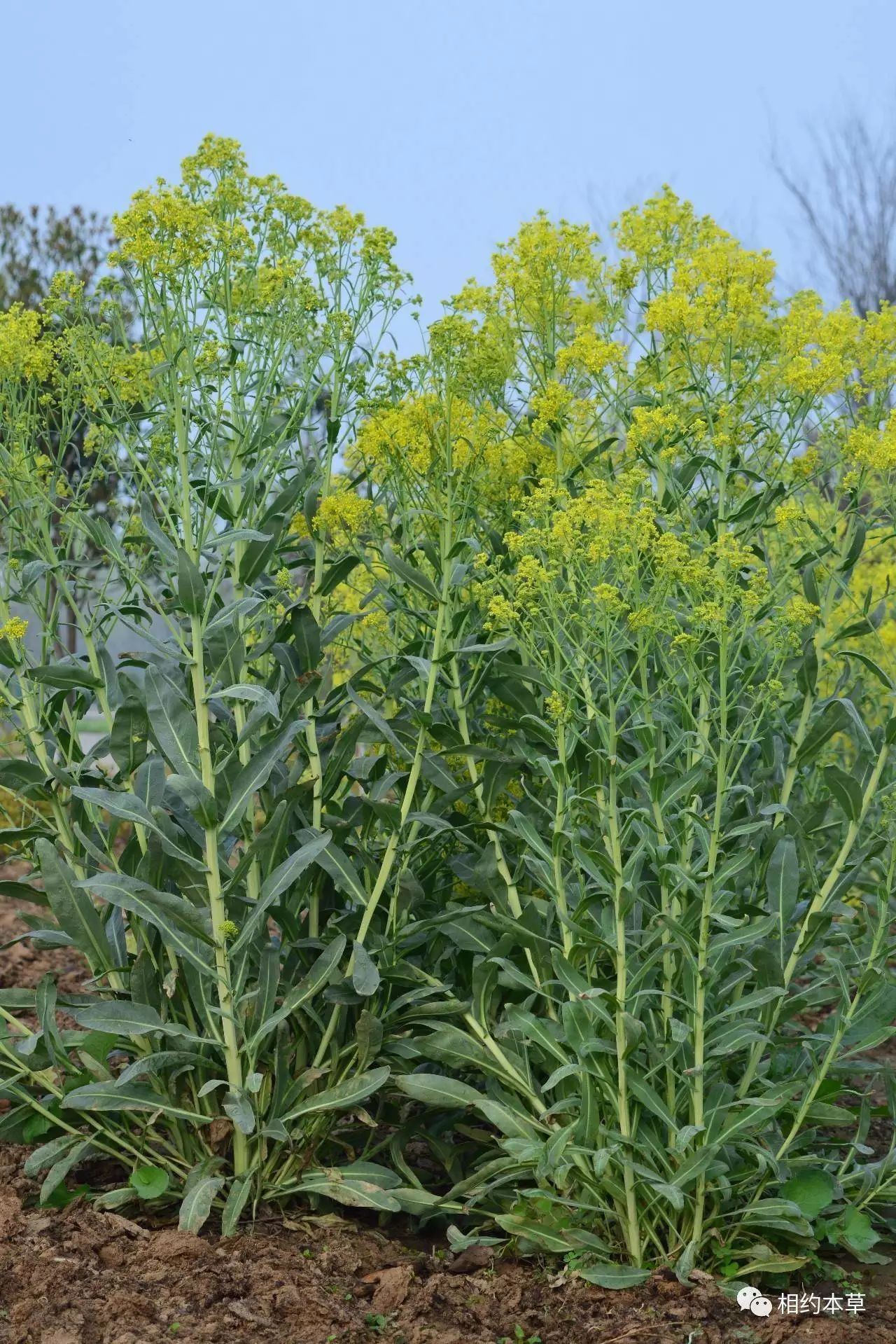 七十二候本草菘蓝