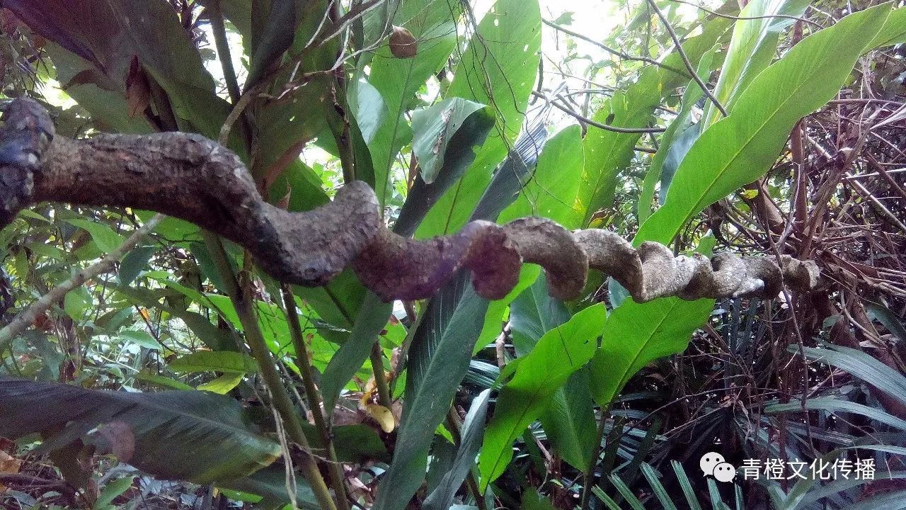 热带雨林的典型植物就是"过江龙",很美,很壮观的景象.