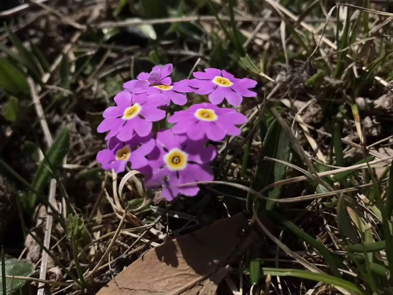 报春花科-报春花属