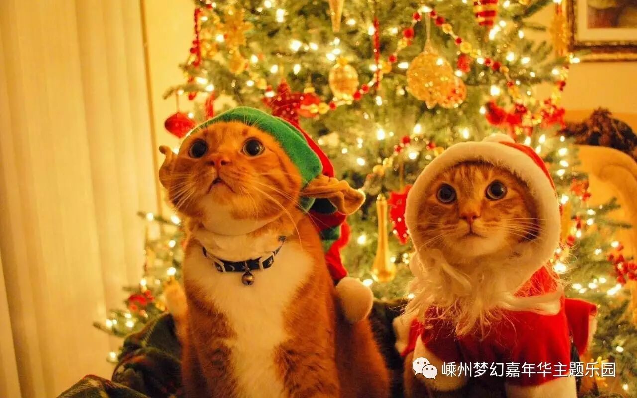 与你一起分享圣诞节快乐的篇章!!!