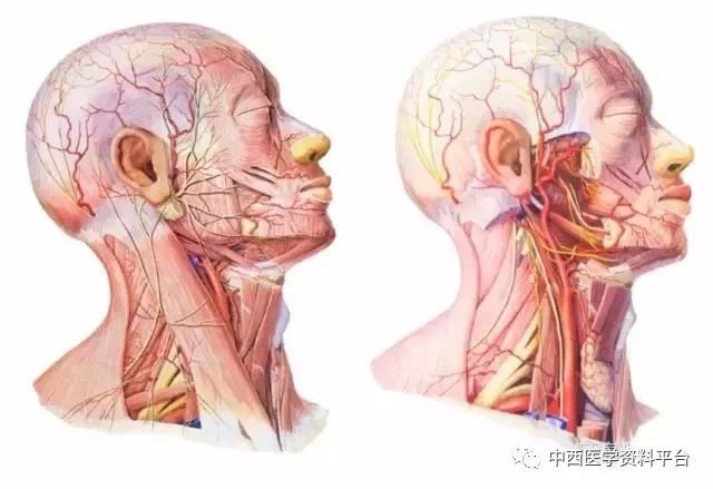 颈部解剖图谱深度好文