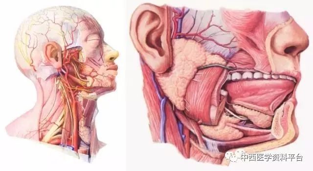 颈动脉三角 (carotidtriangle)