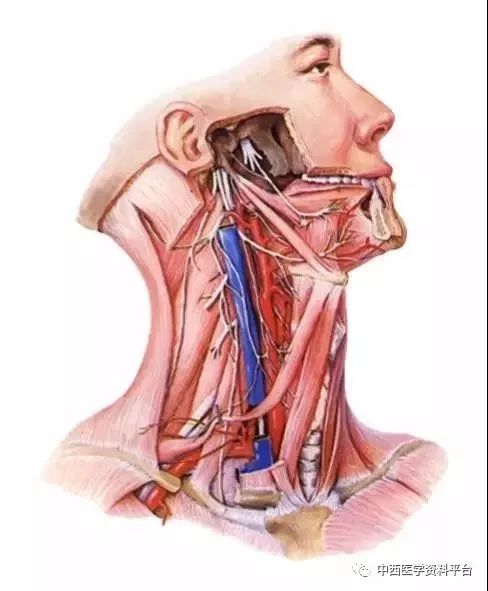 颈部脏器及其血管神经:甲状腺,甲状旁腺,喉,气管,食管等. 1.
