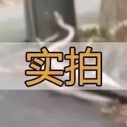 谢娜怀孕惊天大秘密!!!