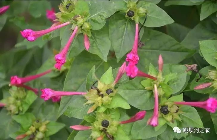 紫茉莉属;别名:草茉莉,烧汤花,茉牛花,胭脂花,粉脂花,晚妆花,地雷花