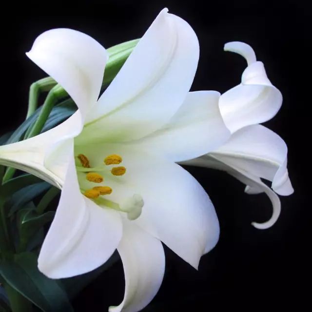 百合花