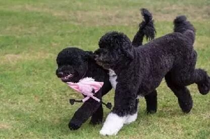 比起奥巴马离职，人们似乎更舍不得他的狗……