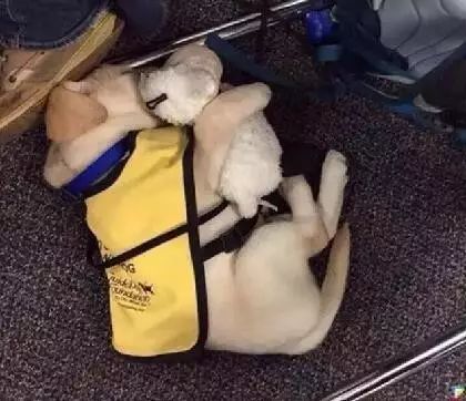 第一天上岗的小导盲犬，因为劳累过度躺在地上打起了瞌睡！ - 2