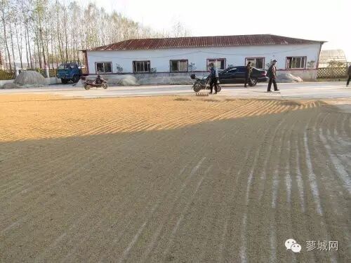 【特色农业】固始县再生“二胎稻”第二季割前工作调研-怀孕期