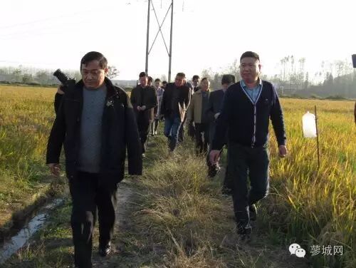 【特色农业】固始县再生“二胎稻”第二季割前工作调研-怀孕期