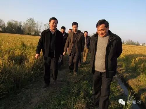 【特色农业】固始县再生“二胎稻”第二季割前工作调研-怀孕期