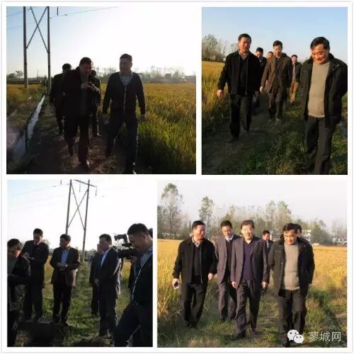 【特色农业】固始县再生“二胎稻”第二季割前工作调研-怀孕期