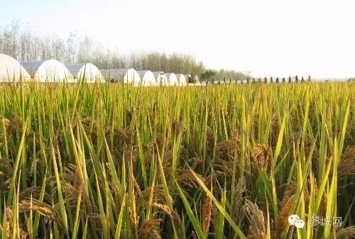 【特色农业】固始县再生“二胎稻”第二季割前工作调研-怀孕期