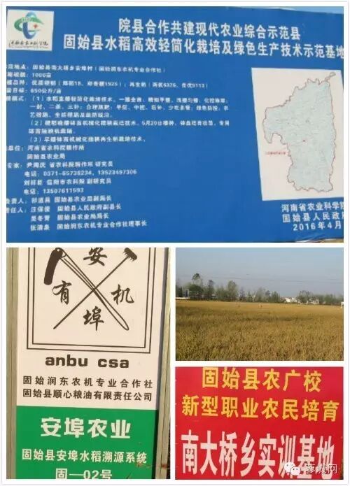 【特色农业】固始县再生“二胎稻”第二季割前工作调研-怀孕期