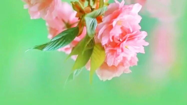 收录于合集⭐聆听一曲《卡西卡圆舞曲》欢快活跃，愿您春分好心情！