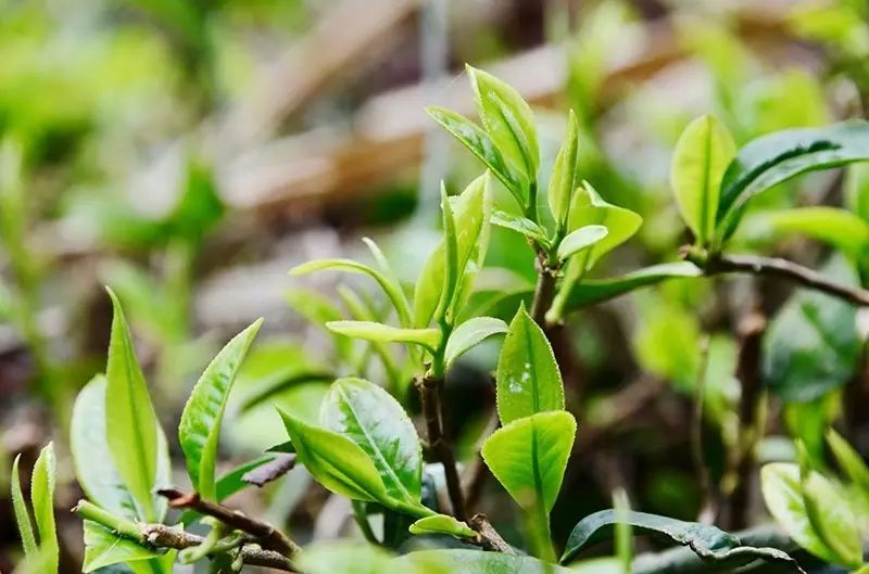 春茶季,你需要知道这些普洱茶基础小知识