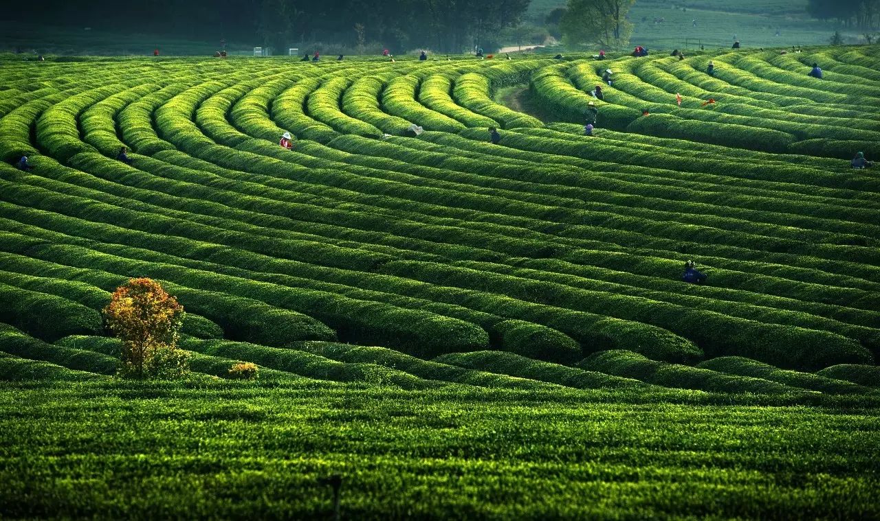 凤凰沟茶海