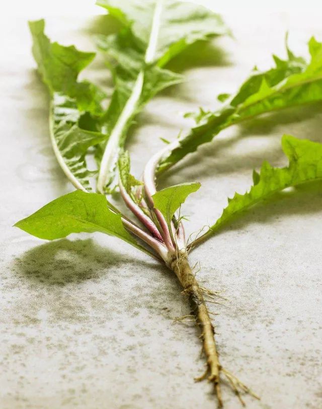 大多数的裸子植物和双子叶植物具有直根系.