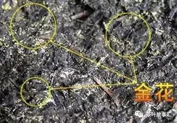 不用再找了，关于黑茶金花的所有奥秘都在这