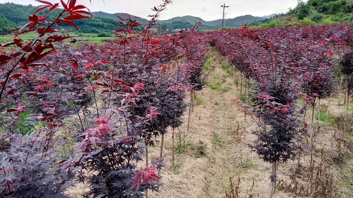 苗圃除草三板斧,拿走不谢