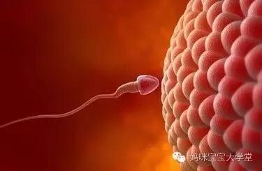 不怀孕?也许是男性弱精症!-怀孕期