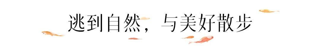 人间朝暮，慢慢散步