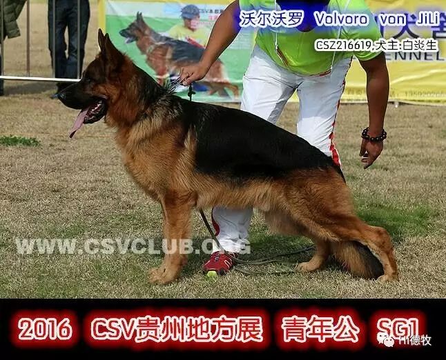 是由国内著名犬舍主人白炎生先生(我的偶像,德牧界的一面正能量旗帜