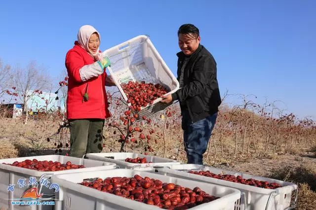 临泽县沙河镇群众正在戈壁荒漠生态有机红枣基地采摘成熟的红枣