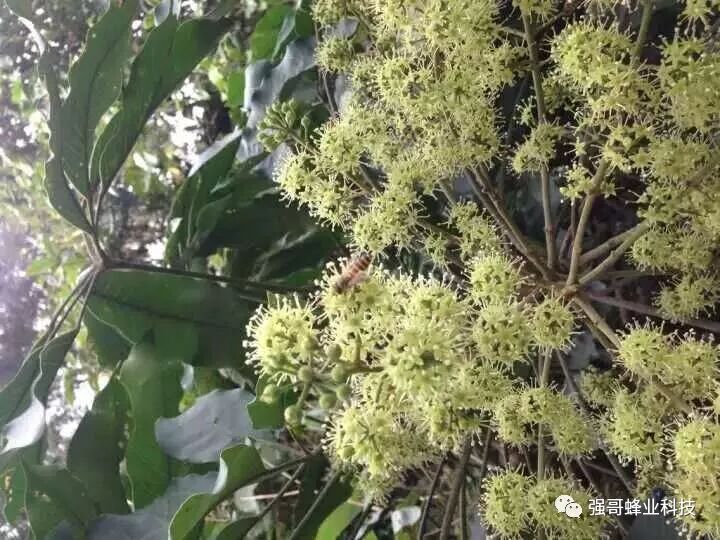 细说冬蜜之王--鸭脚木花蜂蜜从何而来