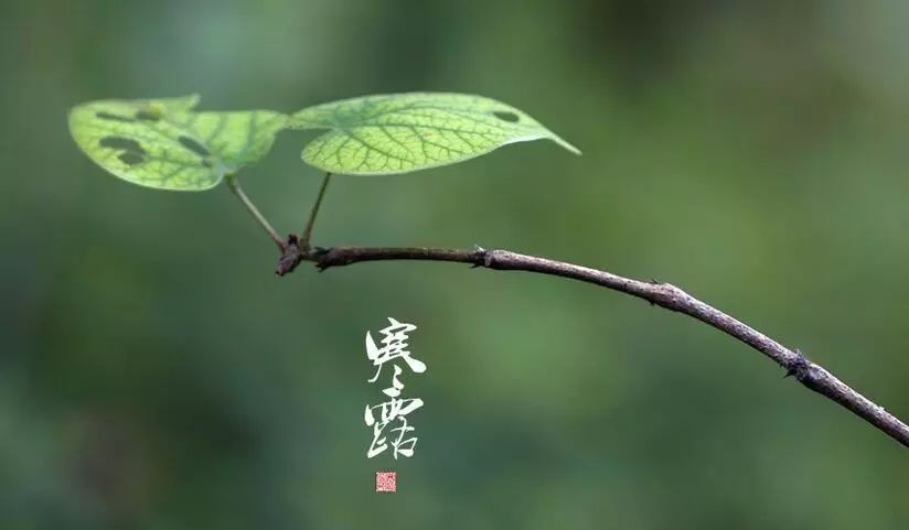 孤灯怜宿处,斜月厌新装. 草色多寒露,虫声似故乡.