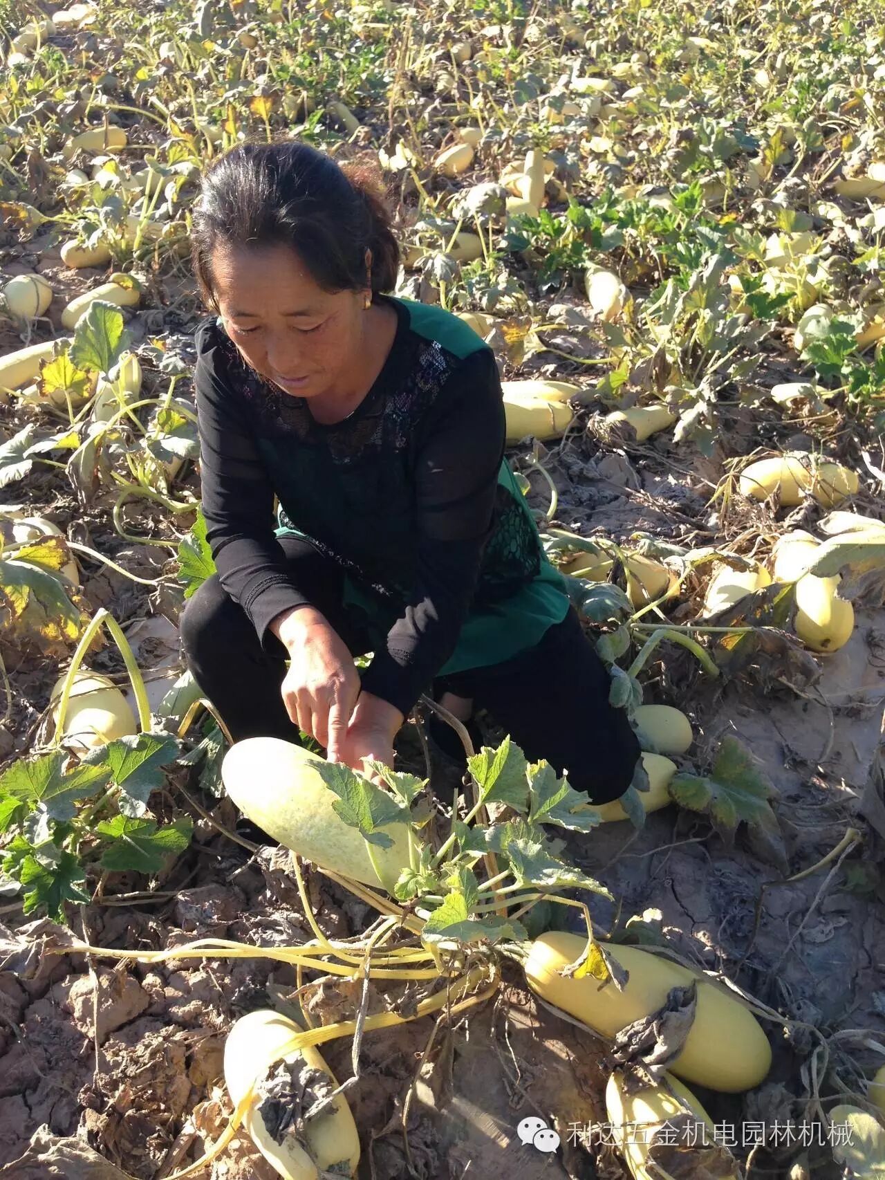 为什么别人家都在打葫芦,他家却按兵不动?富硒葫芦在胜丰响应国家号召,怀起了二胎.-怀孕期