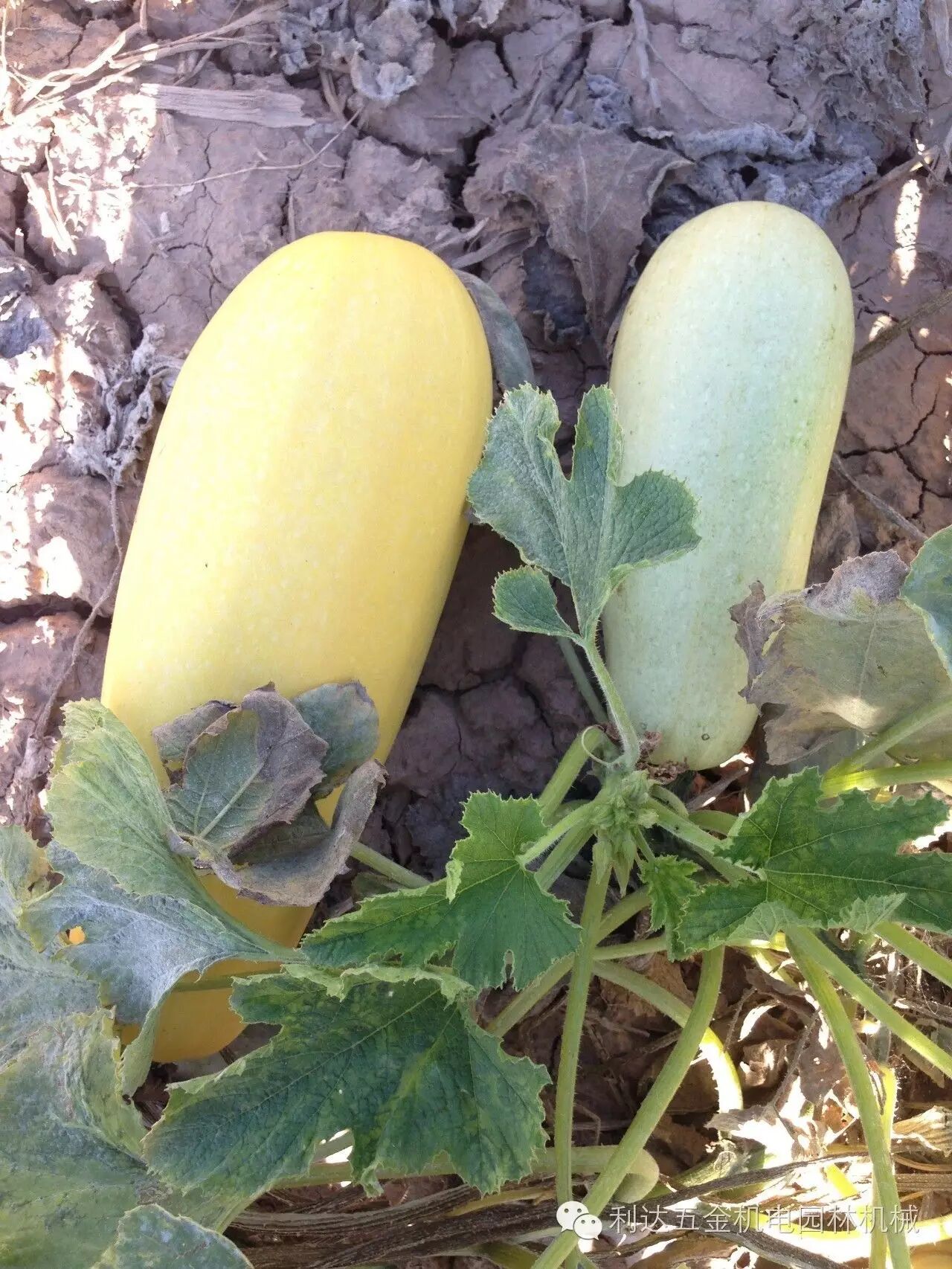 为什么别人家都在打葫芦,他家却按兵不动?富硒葫芦在胜丰响应国家号召,怀起了二胎.-怀孕期