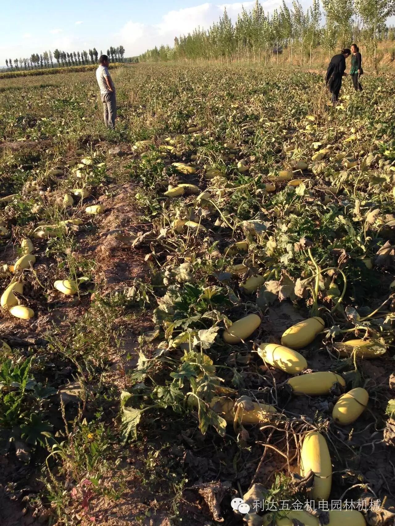 为什么别人家都在打葫芦,他家却按兵不动?富硒葫芦在胜丰响应国家号召,怀起了二胎.-怀孕期