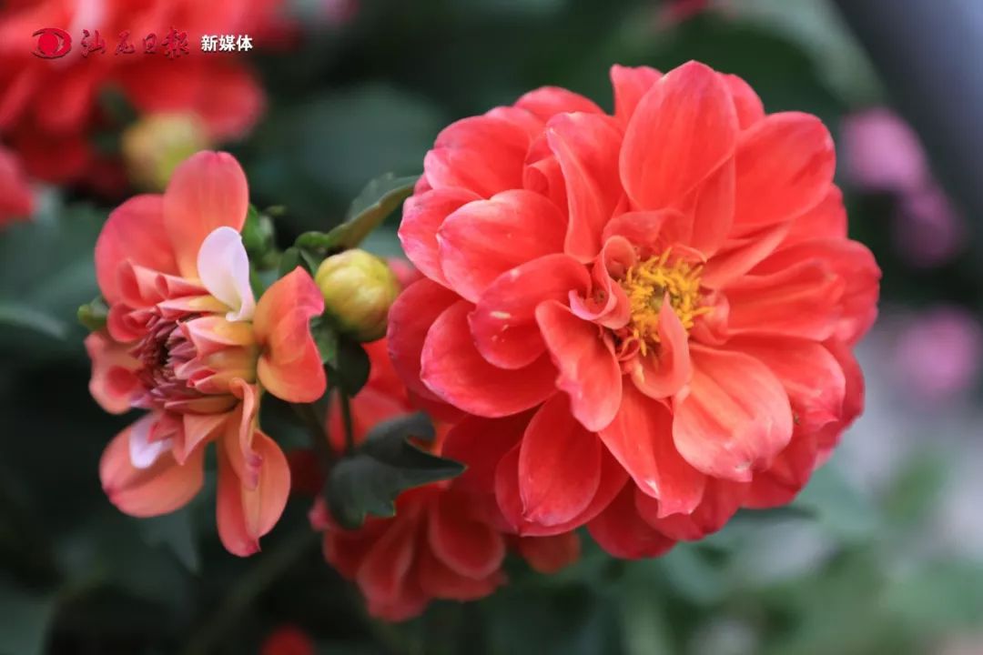 哇汕尾迎春花市来了第一天