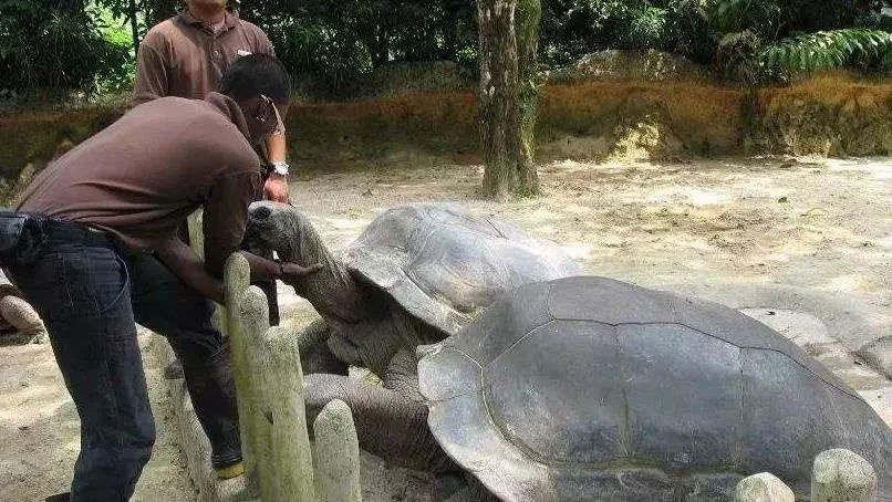 放生一只千年乌龟,晚上竟得乌龟托梦,幸免于劫难