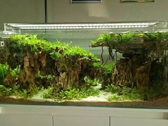 石头造景鱼缸_鱼缸白石头怎么造景的_鱼缸 石头造景