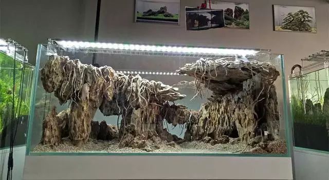 鱼缸白石头怎么造景的_石头造景鱼缸_鱼缸 石头造景