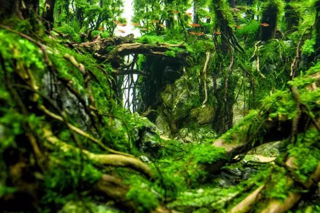 作品名:寻梦 作品介绍:作品再现水族爱好者憧憬的亚马逊流域水下森林