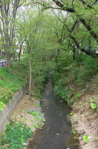玉川上水流经三鹰市的河道