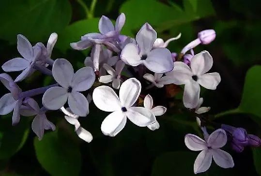 丁香花