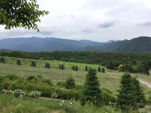 山梨县胜沼地区的葡萄园