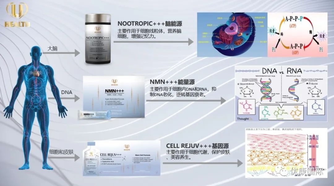 美国优康国际 uhealth global是您可靠的选择,我们正在寻找和塑造团