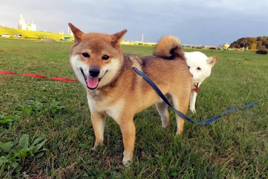 你只知道日本柴犬賣萌可愛 但你知道它竟然還有這麼多種類麼 新鮮日本 微文庫