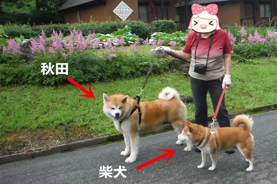 你只知道日本柴犬賣萌可愛 但你知道它竟然還有這麼多種類麼 新鮮日本 微文庫