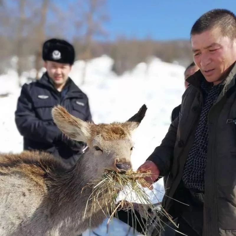 野生动物是人类的朋友,为了朋友他们很拼